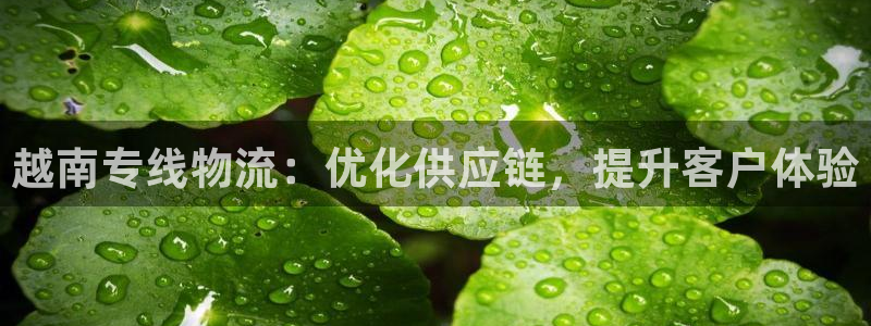 多多28模拟器在线使用：越南专线物流