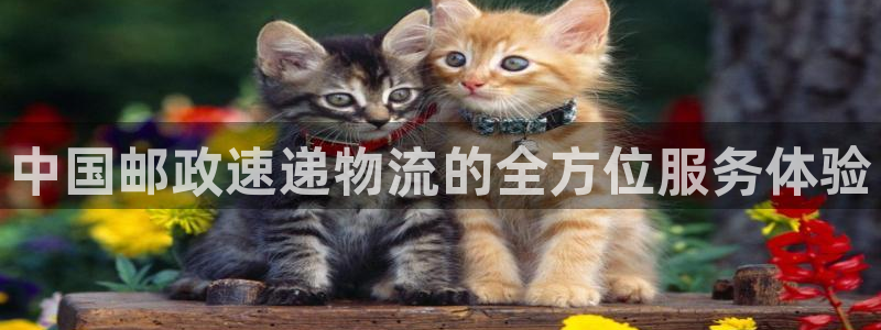 多多28预测：中国邮政速递物流的全方